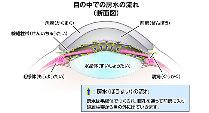 目の中での房水の流れ（断面図）